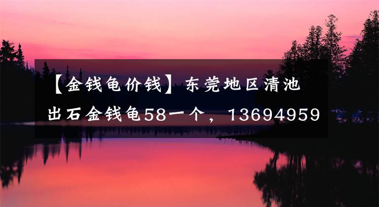 【金钱龟价钱】东莞地区清池出石金钱龟58一个，13694959199