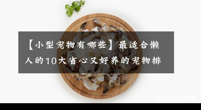 【小型宠物有哪些】最适合懒人的10大省心又好养的宠物排行