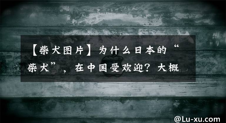 【柴犬图片】为什么日本的“柴犬”，在中国受欢迎？大概是这些原因