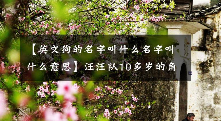 【英文狗的名字叫什么名字叫什么意思】汪汪队10多岁的角色英语中，阿奇每天都在说毛毛细雨是什么狗？