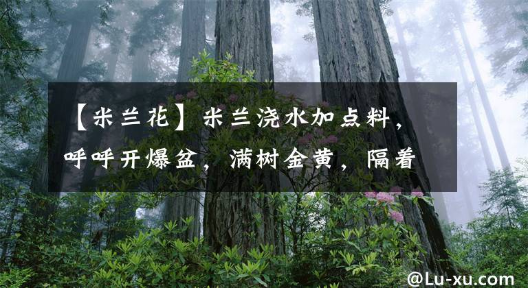 【米兰花】米兰浇水加点料，呼呼开爆盆，满树金黄，隔着老远都能闻见香味