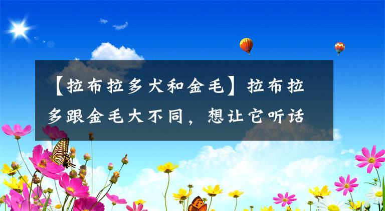 【拉布拉多犬和金毛】拉布拉多跟金毛大不同，想让它听话，主人要遵循3个要点