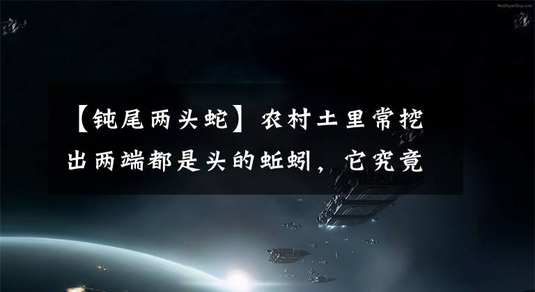 【钝尾两头蛇】农村土里常挖出两端都是头的蚯蚓，它究竟是什么？蚯蚓怎么会有头