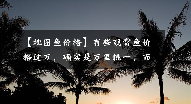 【地图鱼价格】有些观赏鱼价格过万，确实是万里挑一，而很多的都是炒作而已