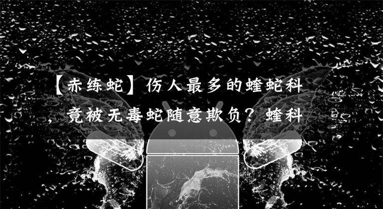 【赤练蛇】伤人最多的蝰蛇科，竟被无毒蛇随意欺负？蝰科老大能否找回场子？