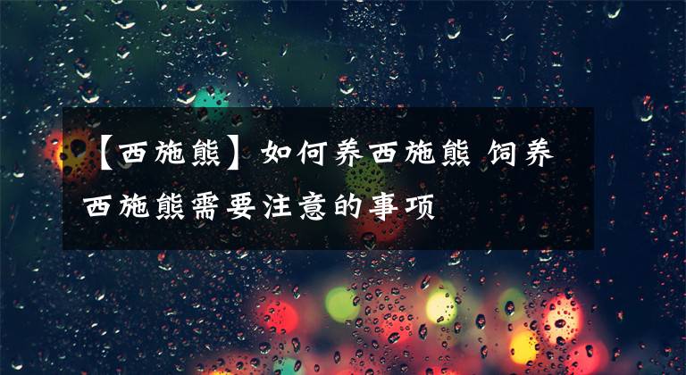 【西施熊】如何养西施熊 饲养西施熊需要注意的事项