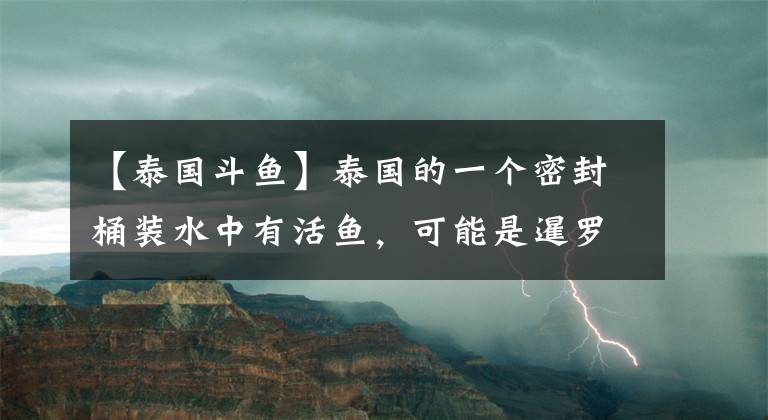 【泰国斗鱼】泰国的一个密封桶装水中有活鱼，可能是暹罗斗鱼，有鱼水更安全？