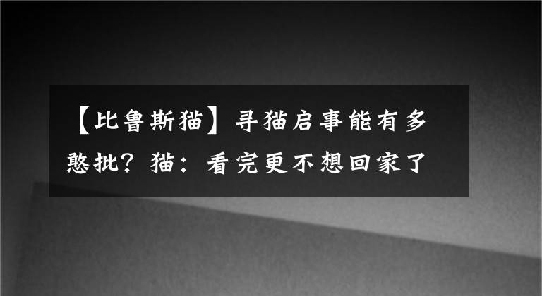 【比鲁斯猫】寻猫启事能有多憨批？猫：看完更不想回家了...