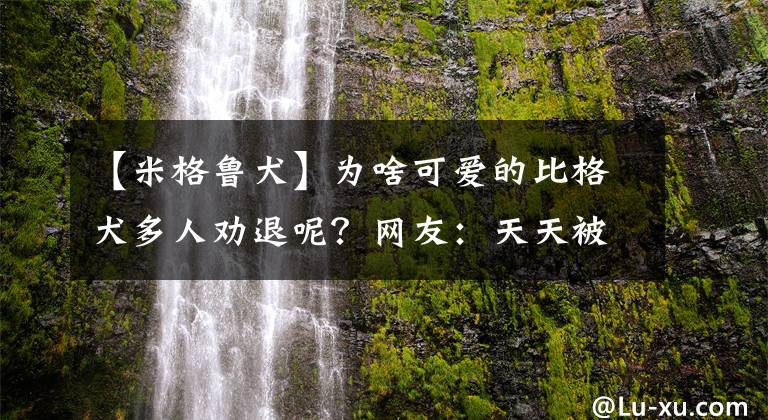 【米格鲁犬】为啥可爱的比格犬多人劝退呢？网友：天天被投诉