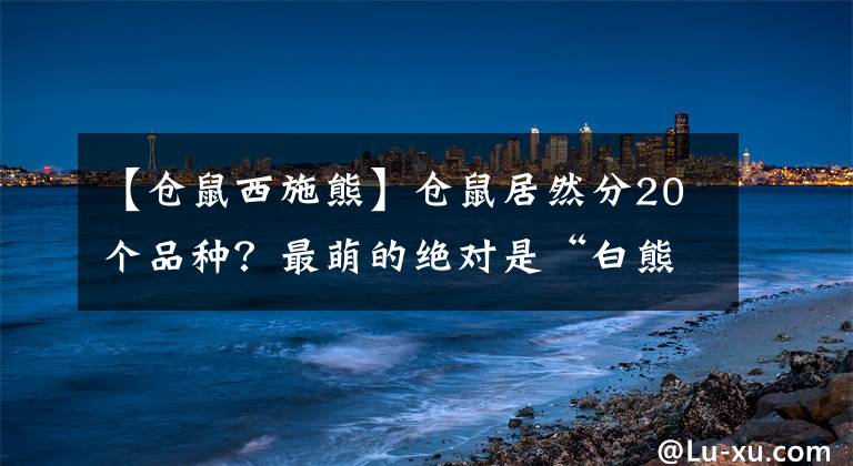 【仓鼠西施熊】仓鼠居然分20个品种？最萌的绝对是“白熊仓鼠”，好大一只仓鼠