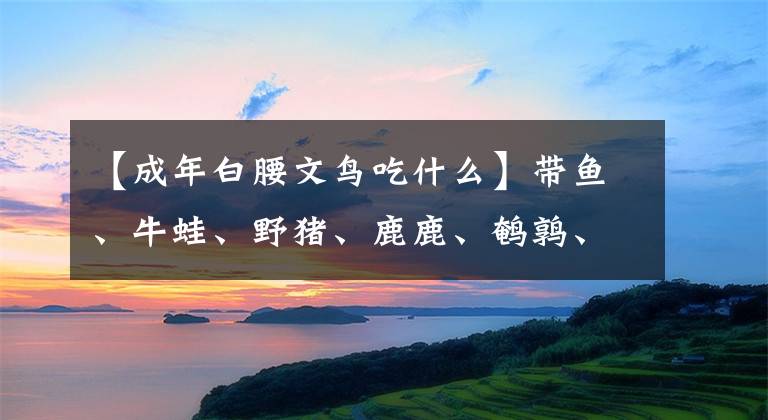 【成年白腰文鸟吃什么】带鱼、牛蛙、野猪、鹿鹿、鹌鹑、鸽子，到底什么动物不能吃？