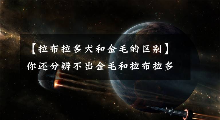 【拉布拉多犬和金毛的区别】你还分辨不出金毛和拉布拉多犬吗？看后一目了然！