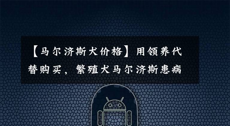 【马尔济斯犬价格】用领养代替购买，繁殖犬马尔济斯患病被抛弃 ，一生都在经历炼狱