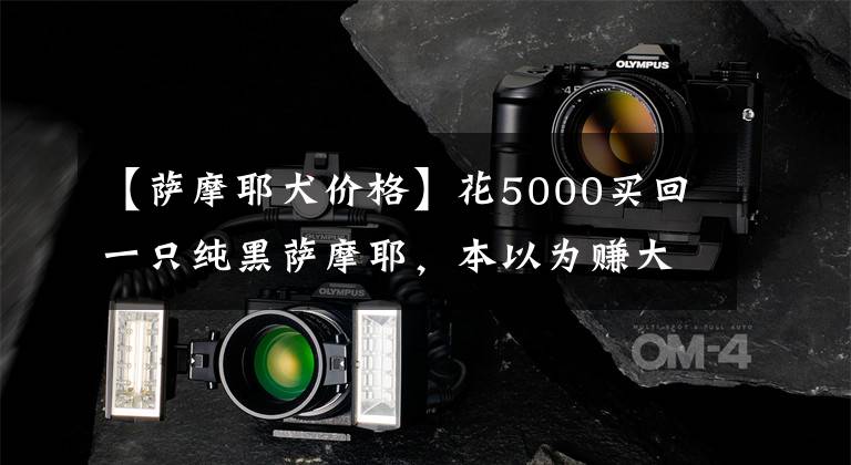 【萨摩耶犬价格】花5000买回一只纯黑萨摩耶，本以为赚大了，兽医的话让人心凉