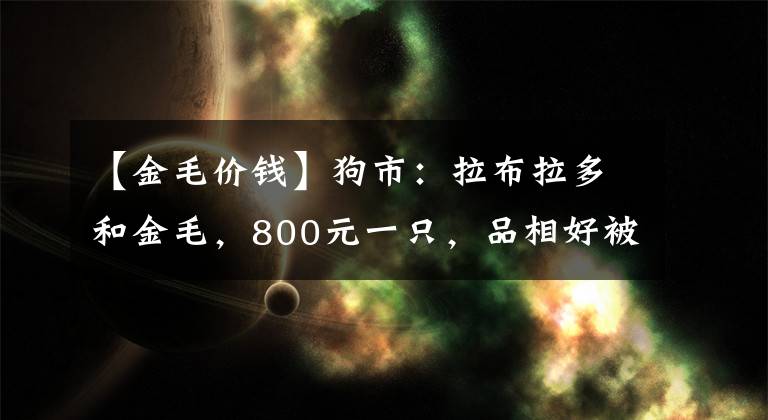 【金毛价钱】狗市：拉布拉多和金毛，800元一只，品相好被人全部预订！