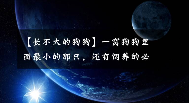 【长不大的狗狗】一窝狗狗里面最小的那只，还有饲养的必要吗？关于瘦弱狗崽那些事