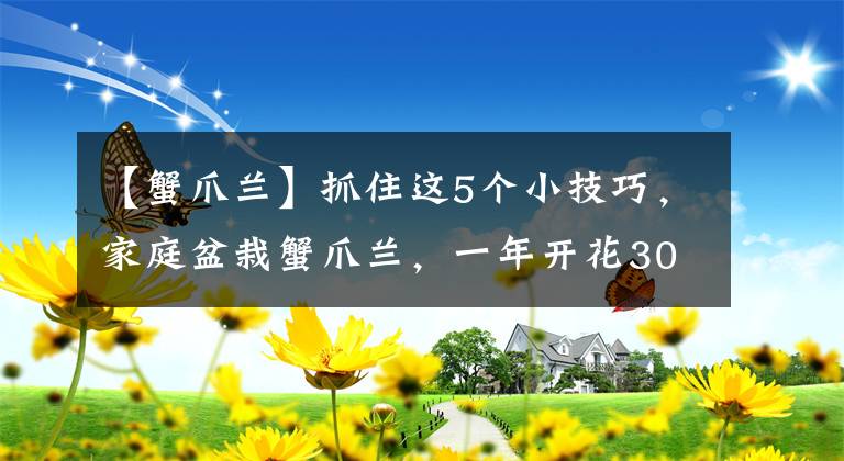 【蟹爪兰】抓住这5个小技巧，家庭盆栽蟹爪兰，一年开花300天不是问题