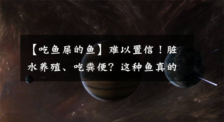 【吃鱼屎的鱼】难以置信！脏水养殖、吃粪便？这种鱼真的是"垃圾鱼"？很多人还在吃……