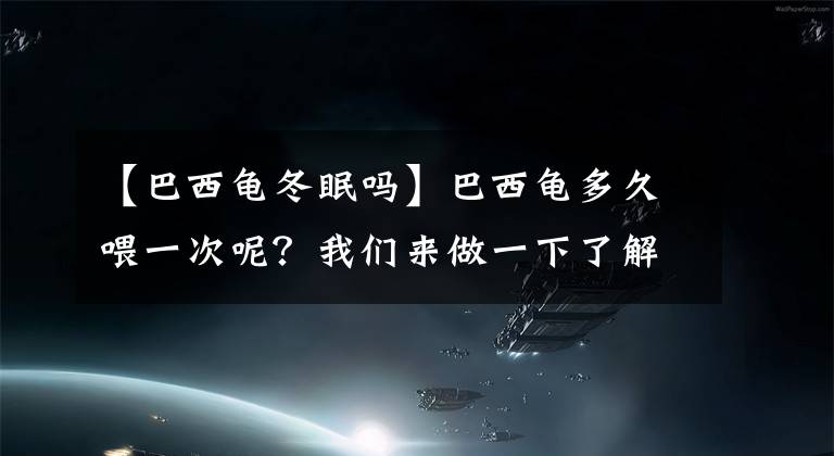 【巴西龟冬眠吗】巴西龟多久喂一次呢？我们来做一下了解