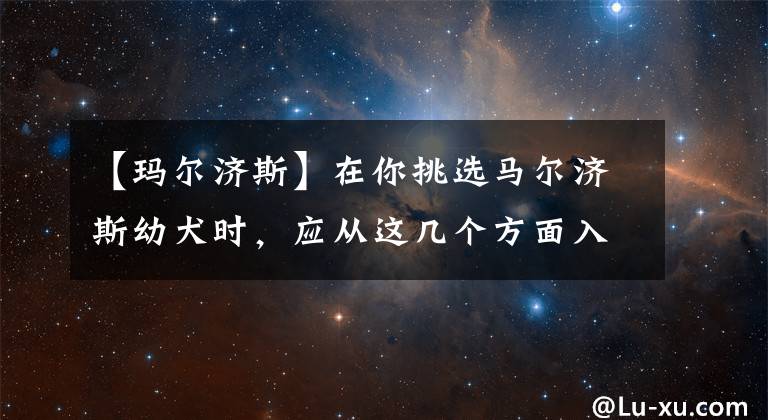 【玛尔济斯】在你挑选马尔济斯幼犬时，应从这几个方面入手