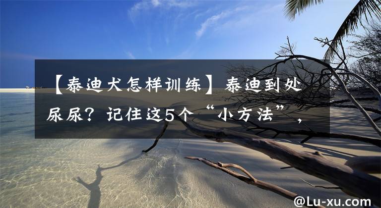 【泰迪犬怎样训练】泰迪到处尿尿？记住这5个“小方法”，让它轻松学会定点大小便