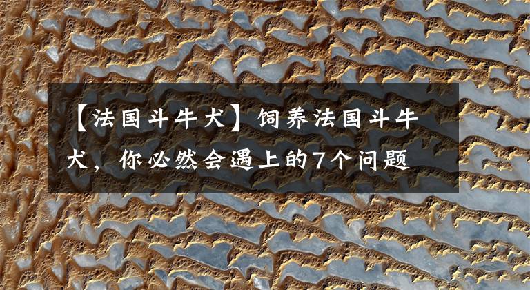 【法国斗牛犬】饲养法国斗牛犬，你必然会遇上的7个问题