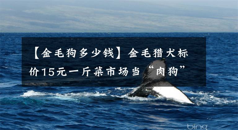 【金毛狗多少钱】金毛猎犬标价15元一斤菜市场当“肉狗”卖 好心人花750元买下
