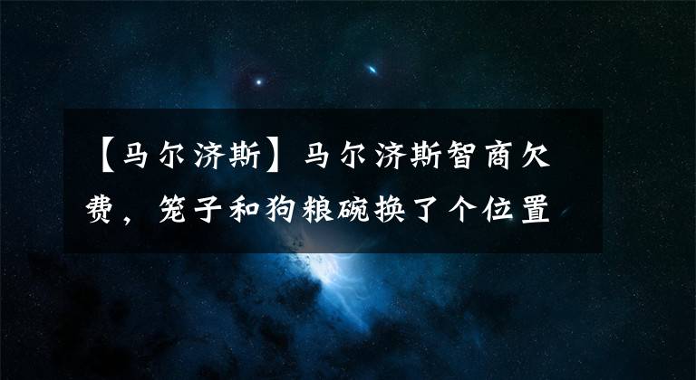 【马尔济斯】马尔济斯智商欠费，笼子和狗粮碗换了个位置，它就忘记怎么出笼子