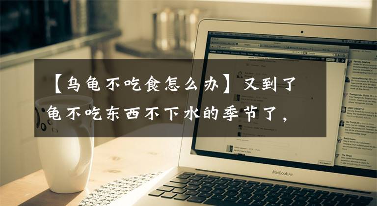 【乌龟不吃食怎么办】又到了龟不吃东西不下水的季节了，没有好办法对付它？