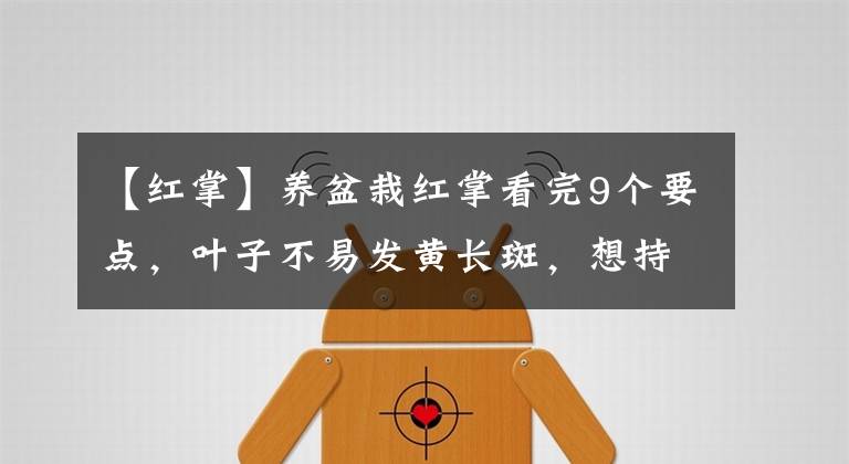 【红掌】养盆栽红掌看完9个要点，叶子不易发黄长斑，想持续开花不是难事