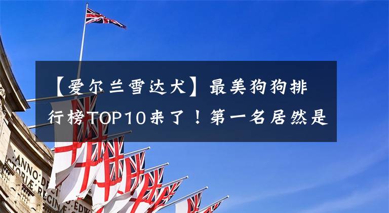 【爱尔兰雪达犬】最美狗狗排行榜TOP10来了！第一名居然是它...你服吗？