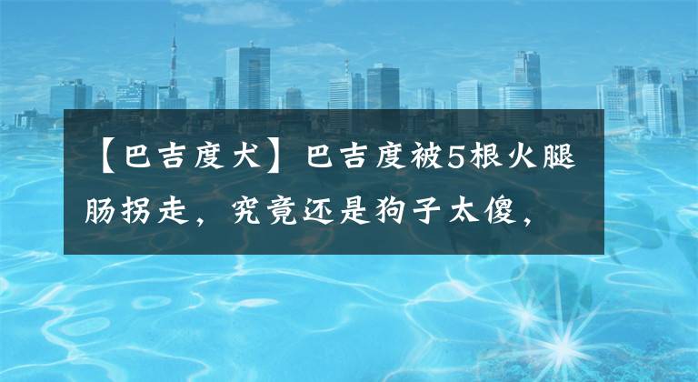 【巴吉度犬】巴吉度被5根火腿肠拐走，究竟还是狗子太傻，实锤了