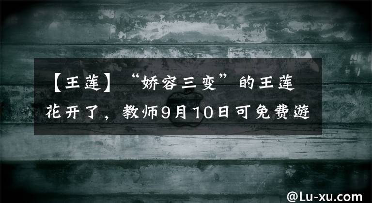 【王莲】“娇容三变”的王莲花开了，教师9月10日可免费游植物园