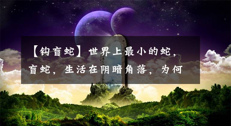 【钩盲蛇】世界上最小的蛇，盲蛇，生活在阴暗角落，为何深受农民的喜爱？