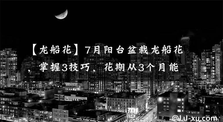 【龙船花】7月阳台盆栽龙船花，掌握3技巧，花期从3个月能延长至半年