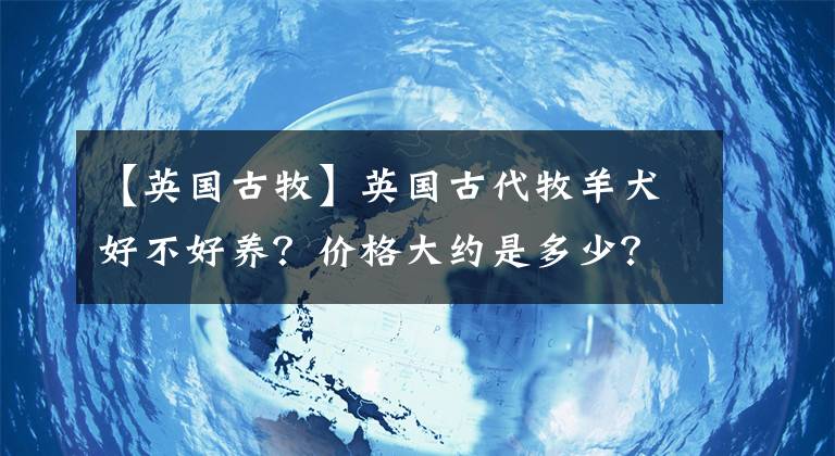 【英国古牧】英国古代牧羊犬好不好养？价格大约是多少？