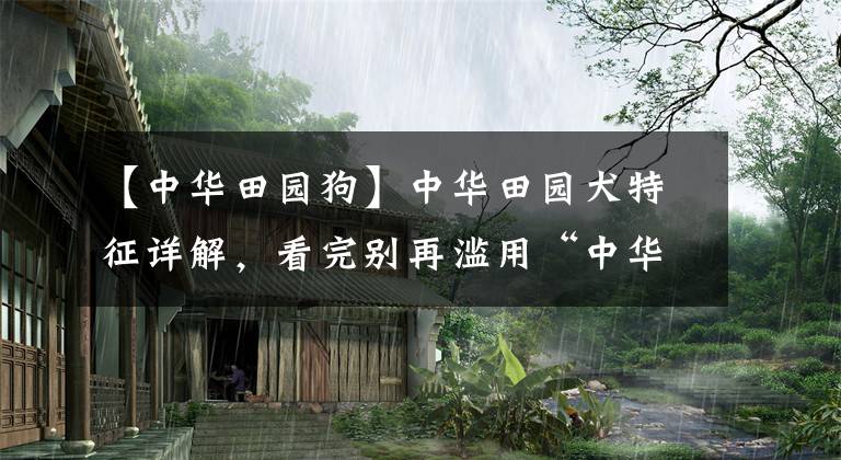 【中华田园狗】中华田园犬特征详解，看完别再滥用“中华田园犬”了