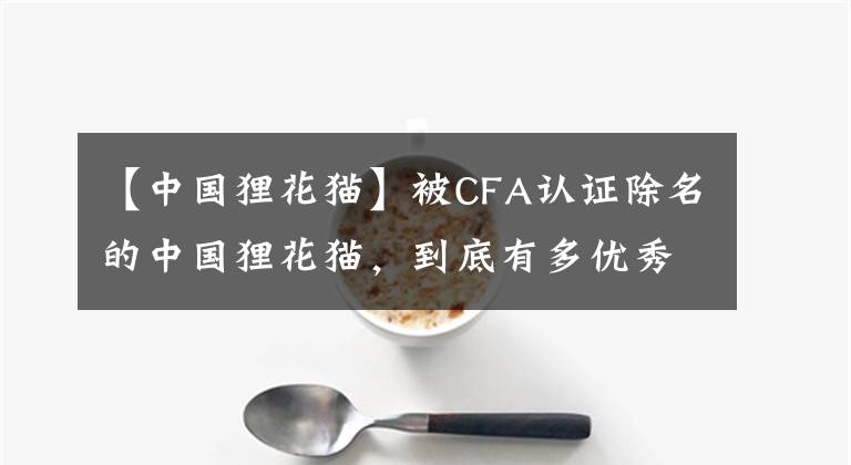 【中国狸花猫】被CFA认证除名的中国狸花猫，到底有多优秀