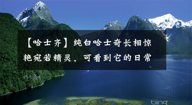 【哈士齐】纯白哈士奇长相惊艳宛若精灵，可看到它的日常后，笑喷了哈哈