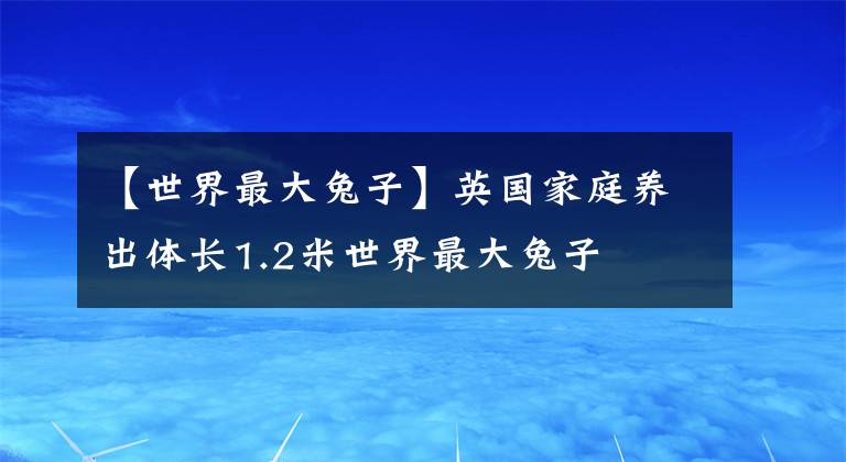 【世界最大兔子】英国家庭养出体长1.2米世界最大兔子