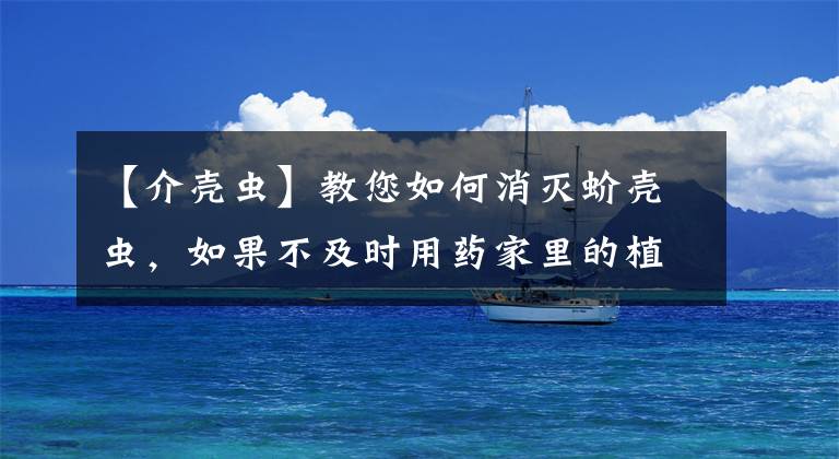 【介壳虫】教您如何消灭蚧壳虫，如果不及时用药家里的植物很可能会全军覆没