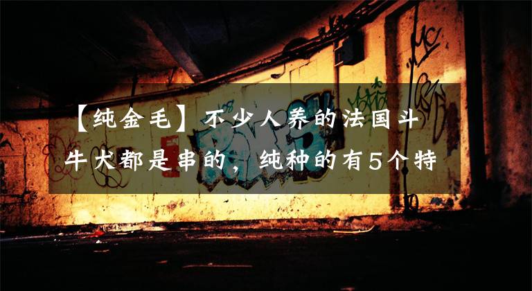 【纯金毛】不少人养的法国斗牛犬都是串的，纯种的有5个特征，你家有吗？