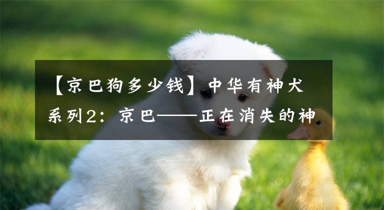 【京巴狗多少钱】中华有神犬系列2：京巴——正在消失的神秘宫廷贵族犬