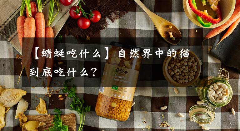 【蜻蜓吃什么】自然界中的猫到底吃什么？