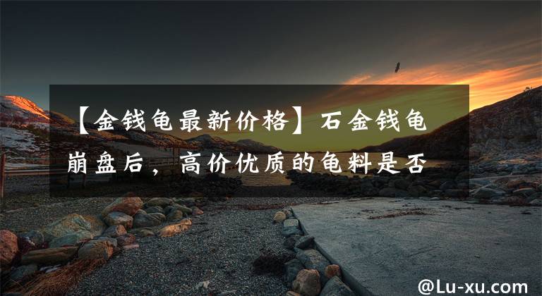 【金钱龟最新价格】石金钱龟崩盘后，高价优质的龟料是否会陷入无市场需求的窘境？