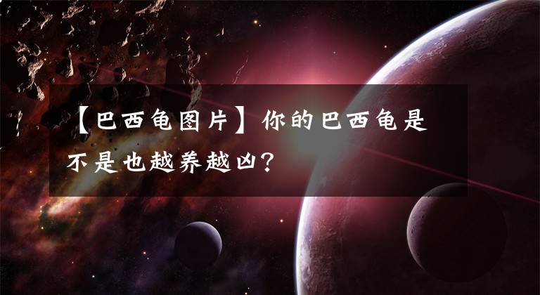 【巴西龟图片】你的巴西龟是不是也越养越凶？