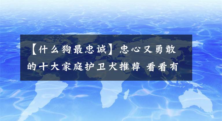 【什么狗最忠诚】忠心又勇敢的十大家庭护卫犬推荐 看看有没有你喜欢的一款