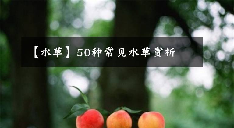 【水草】50种常见水草赏析