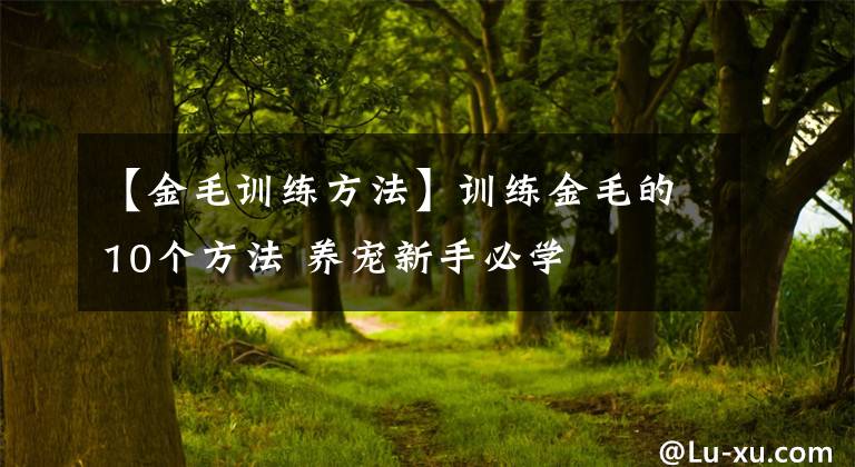 【金毛训练方法】训练金毛的10个方法 养宠新手必学