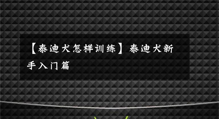 【泰迪犬怎样训练】泰迪犬新手入门篇